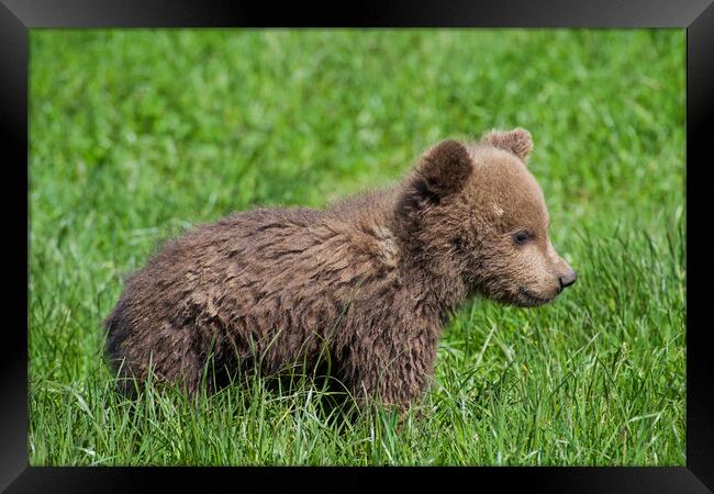 Cute Brown Bear Cub in Meadow Framed Print by Arterra 