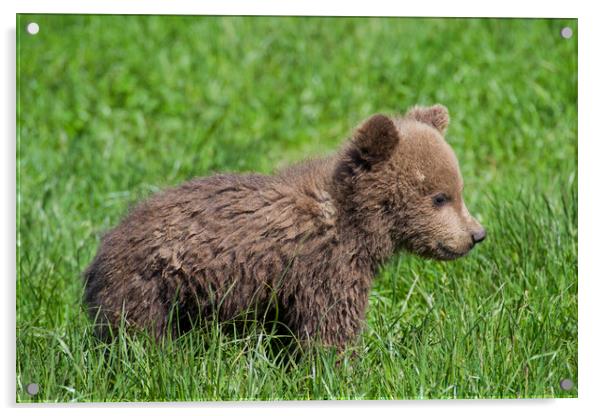 Cute Brown Bear Cub in Meadow Acrylic by Arterra 