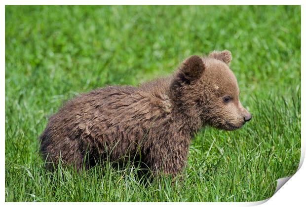 Cute Brown Bear Cub in Meadow Print by Arterra 