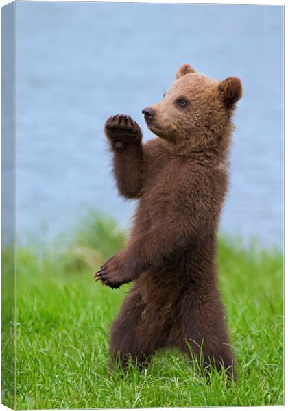 Brown Bear Cub Standing Up Canvas Print by Arterra 