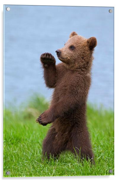 Brown Bear Cub Standing Up Acrylic by Arterra 
