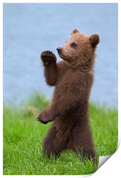 Brown Bear Cub Standing Up Print by Arterra 