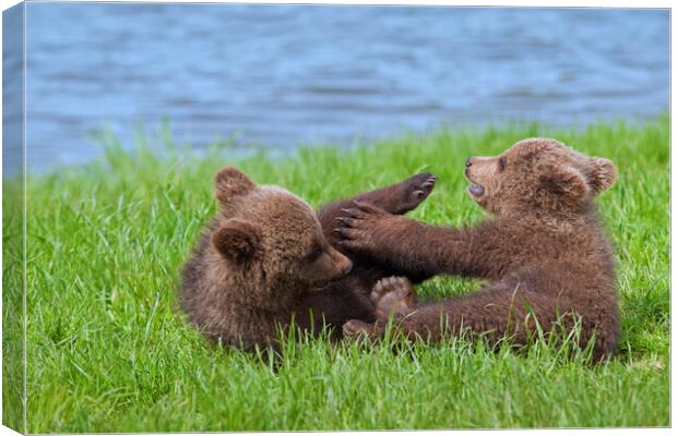 Two Playing Brown Bear Cubs Canvas Print by Arterra 