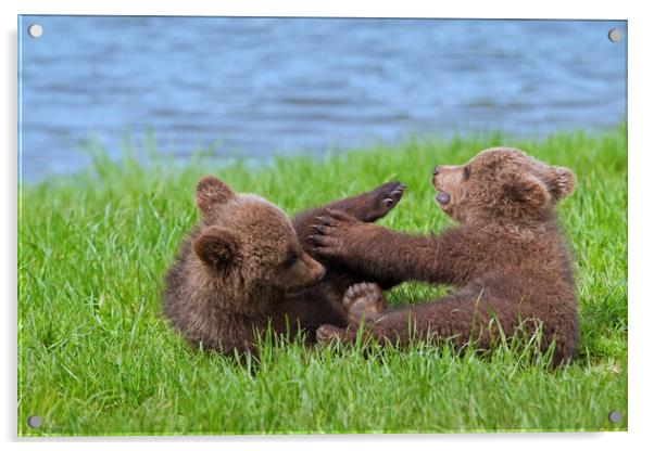 Two Playing Brown Bear Cubs Acrylic by Arterra 