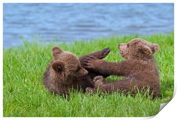 Two Playing Brown Bear Cubs Print by Arterra 