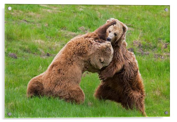 Fighting Brown Bears Acrylic by Arterra 