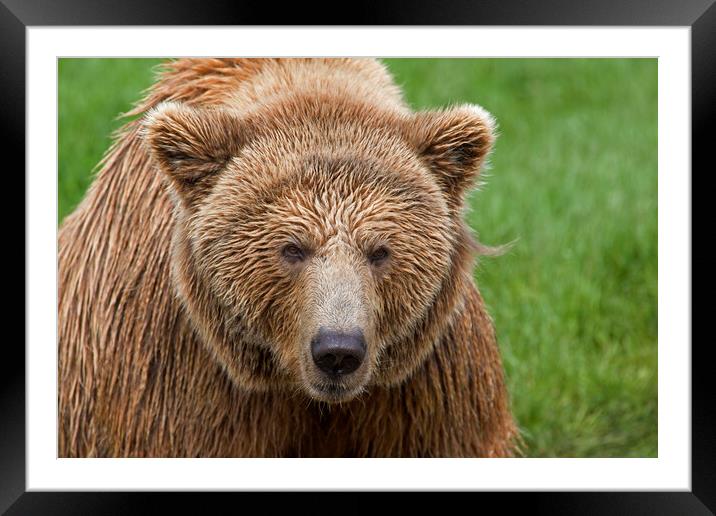 Eurasian Brown Bear Framed Mounted Print by Arterra 