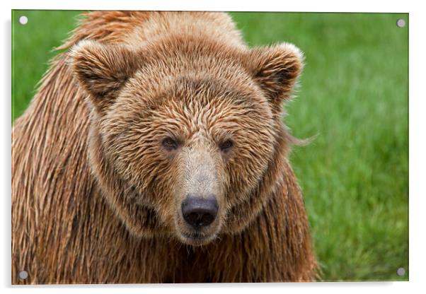 Eurasian Brown Bear Acrylic by Arterra 