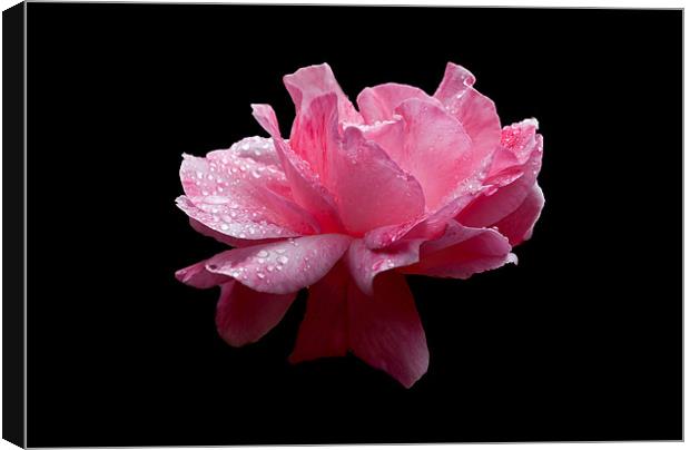 Raindrop Rose Canvas Print by Karen Martin