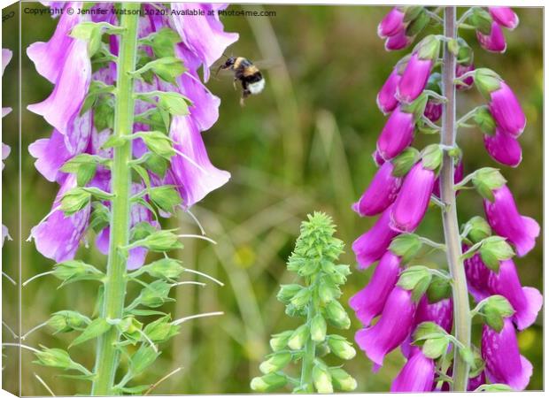 Foxgloves and bee Canvas Print by Jennifer Henderson