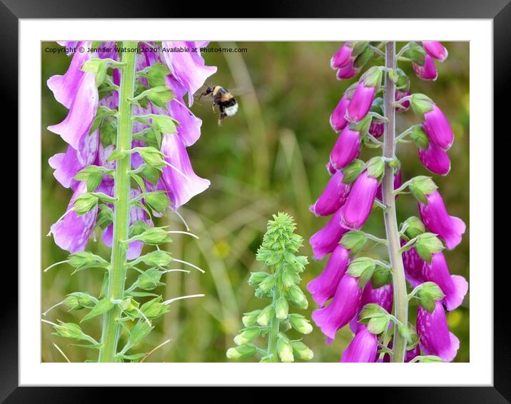 Foxgloves and bee Framed Mounted Print by Jennifer Henderson