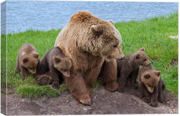 Brown Bear with Cubs Canvas Print by Arterra 