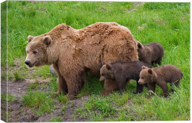 Brown Bear Mother and Cubs Canvas Print by Arterra 