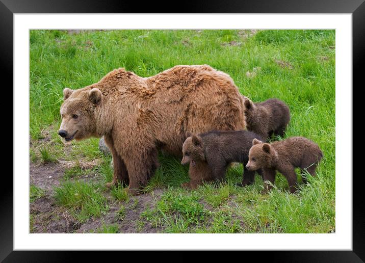 Brown Bear Mother and Cubs Framed Mounted Print by Arterra 