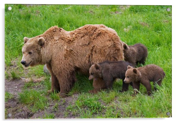 Brown Bear Mother and Cubs Acrylic by Arterra 