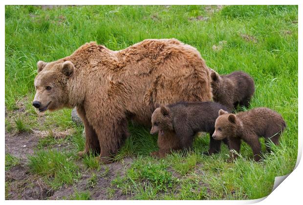 Brown Bear Mother and Cubs Print by Arterra 