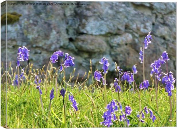 Bluebells at Laide Canvas Print by Jennifer Henderson