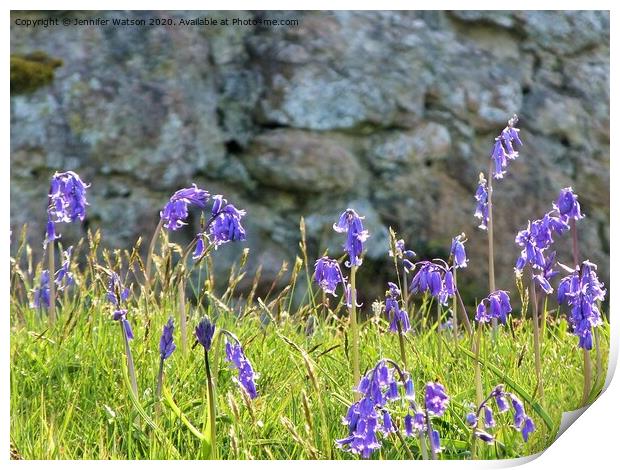Bluebells at Laide Print by Jennifer Henderson