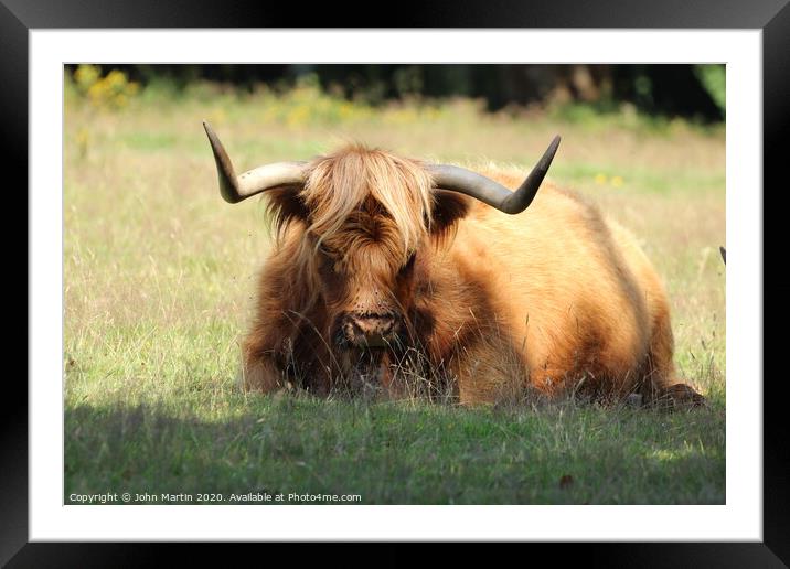 Highland cow in a field Framed Mounted Print by John Martin