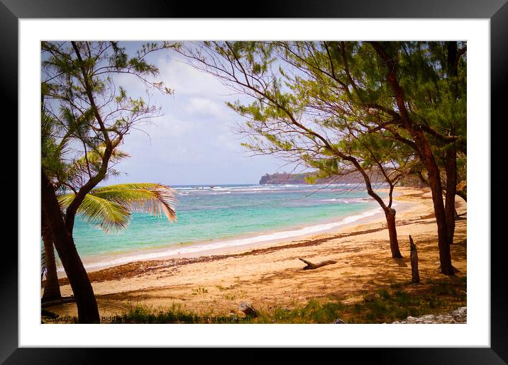Barbados Beach on the Coast Framed Mounted Print by Ann Biddlecombe