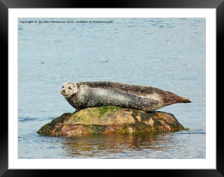 Common Seal basking Framed Mounted Print by Jennifer Henderson