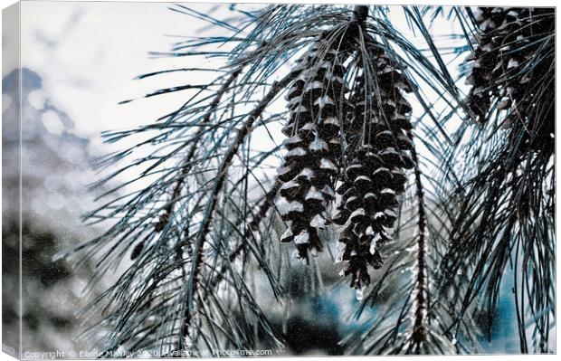  misc  Winter Pine Cones Canvas Print by Elaine Manley