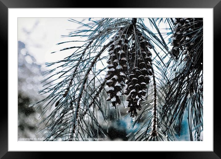  misc  Winter Pine Cones Framed Mounted Print by Elaine Manley