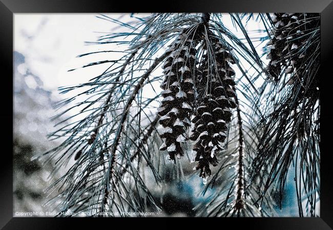  misc  Winter Pine Cones Framed Print by Elaine Manley