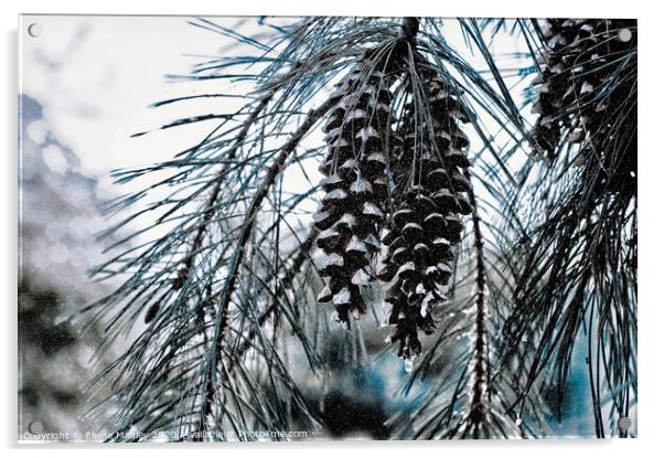  misc  Winter Pine Cones Acrylic by Elaine Manley