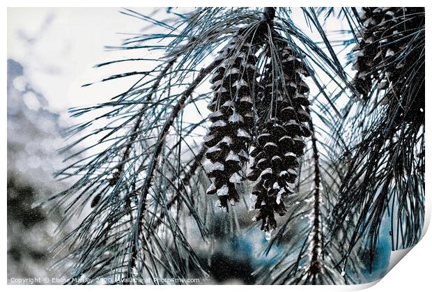  misc  Winter Pine Cones Print by Elaine Manley