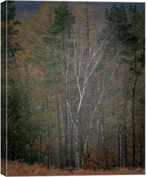 Autumnal Woodland Canvas Print by Paul Andrews