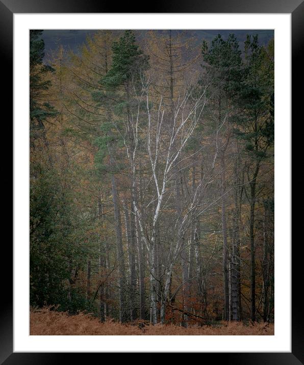 Autumnal Woodland Framed Mounted Print by Paul Andrews