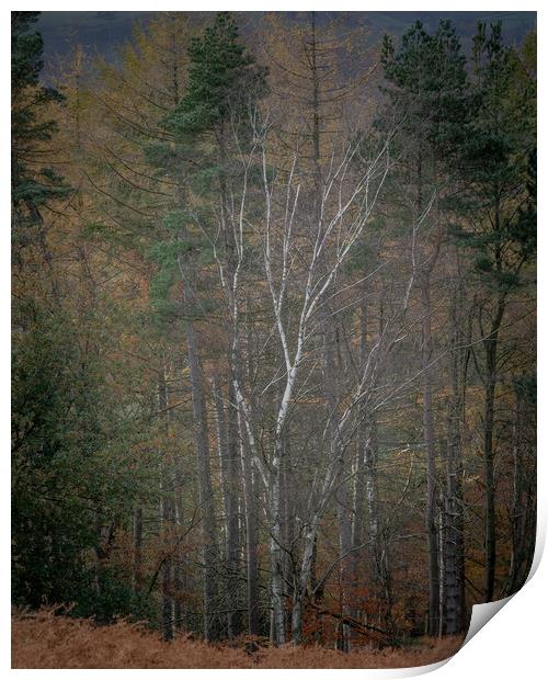 Autumnal Woodland Print by Paul Andrews