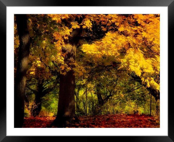 Yellow Forest Framed Mounted Print by Elaine Manley