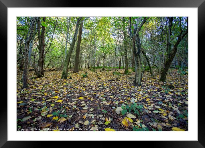 Nature's Autumn Carpet Framed Mounted Print by Brian Sandison