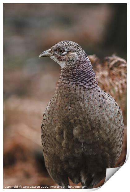 Female pheasant Print by Jaxx Lawson