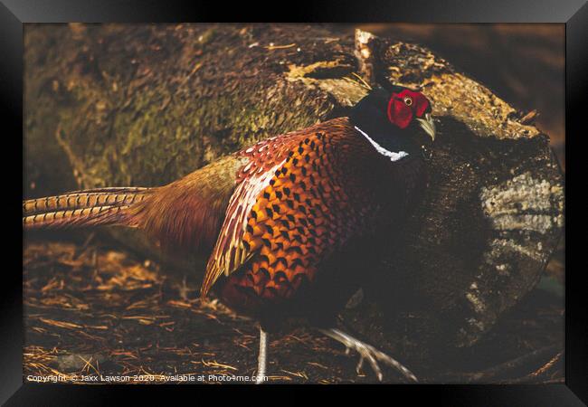 Male Pheasant Framed Print by Jaxx Lawson