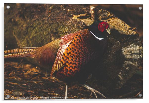 Male Pheasant Acrylic by Jaxx Lawson