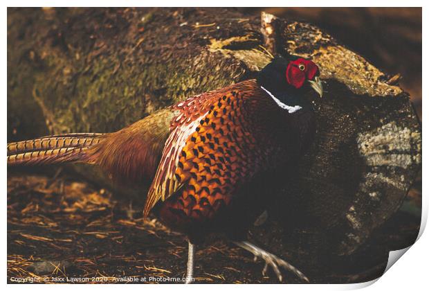 Male Pheasant Print by Jaxx Lawson