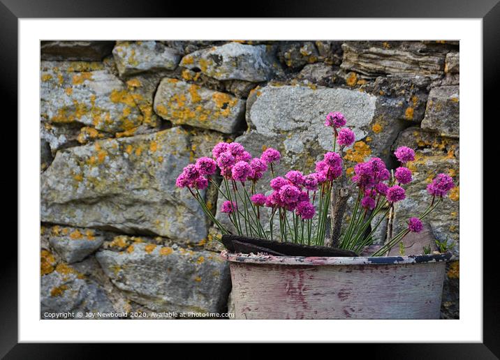 Sea Pinks against a lichen covered wall.  Framed Mounted Print by Joy Newbould