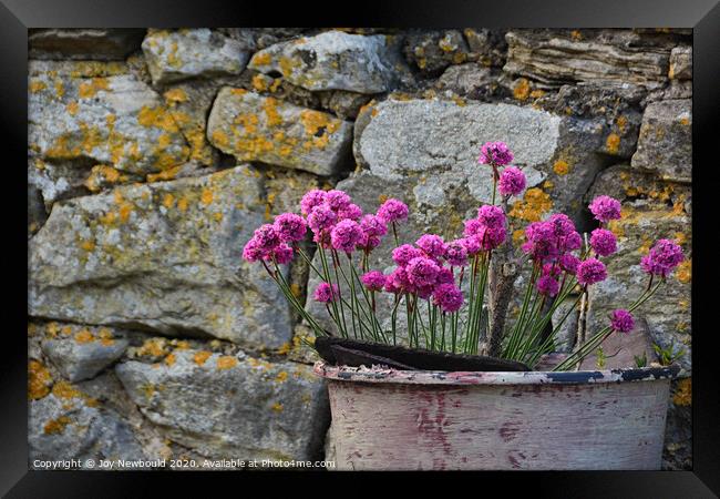 Sea Pinks against a lichen covered wall.  Framed Print by Joy Newbould