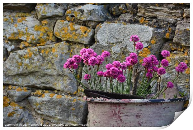 Sea Pinks against a lichen covered wall.  Print by Joy Newbould