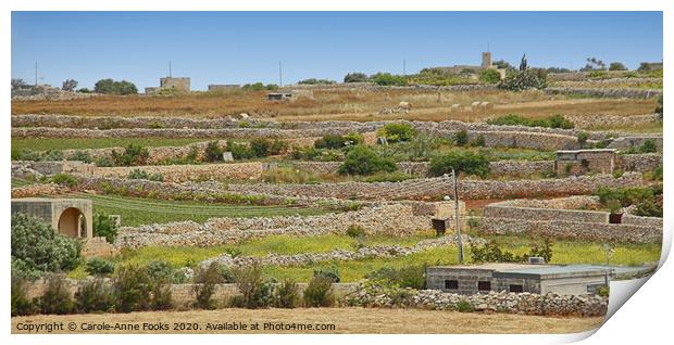 Agricultural Terraces, Malta. Print by Carole-Anne Fooks