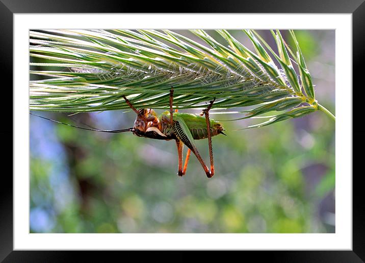 Grasshopper Framed Mounted Print by Karen Martin