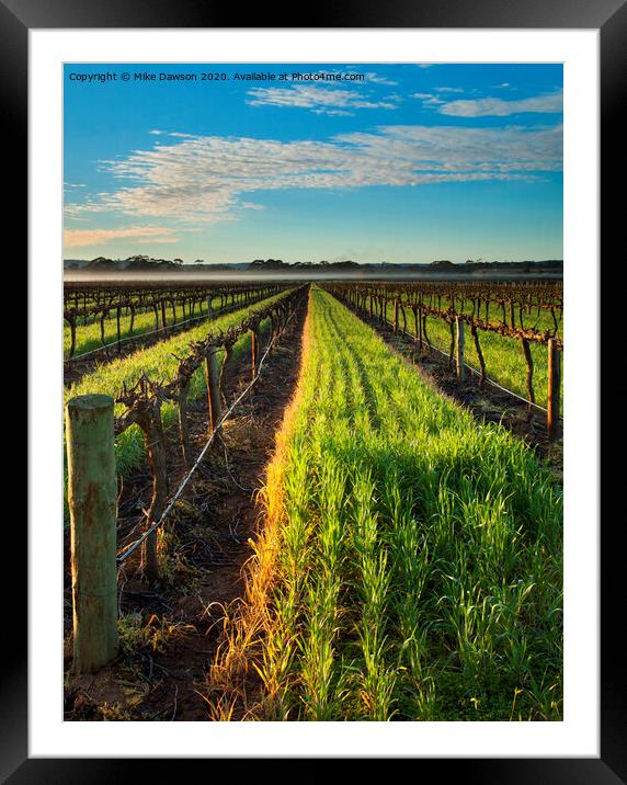Misty Vineyard Morning Framed Mounted Print by Mike Dawson