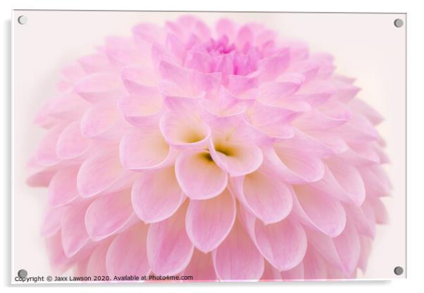 Pink Dahlia Acrylic by Jaxx Lawson