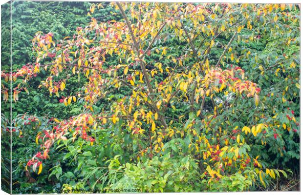 Autumn Leaves and Berries Canvas Print by chris hyde