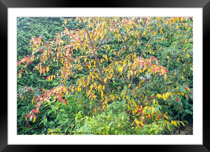 Autumn Leaves and Berries Framed Mounted Print by chris hyde