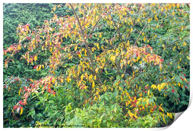 Autumn Leaves and Berries Print by chris hyde