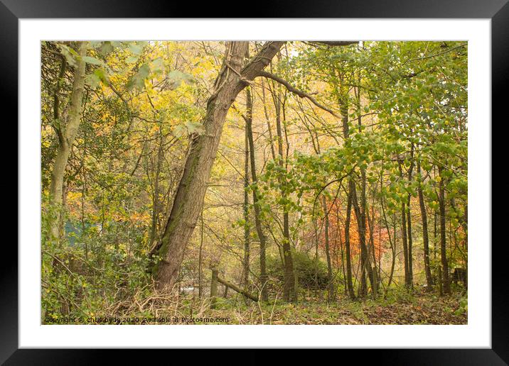 Loggerhead Woods in Autumn  Framed Mounted Print by chris hyde